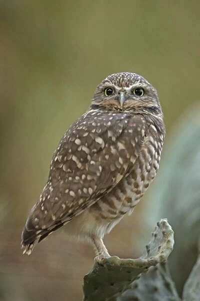 Burrowing Owl - controlled conditions - California - USA
