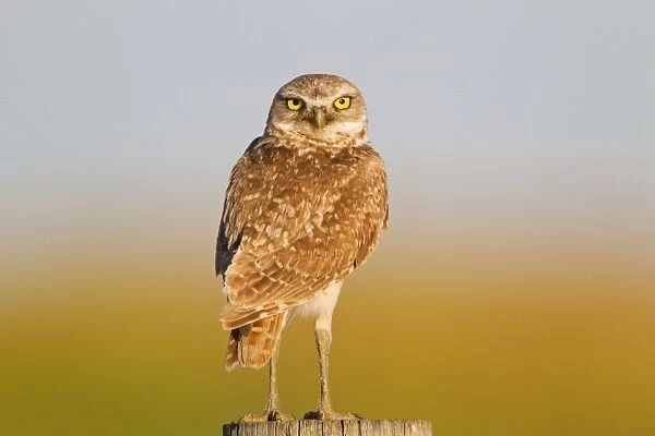 Burrowing Owl - Early morning hunt - Pawnee National Grasslands - Coloardo - July - usa