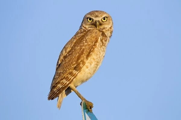 Burrowing Owl - Early morning hunt - Pawnee National Grasslands - Coloardo - July - usa