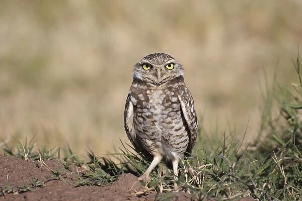 Burrowing Owl - January. Salton Sea California, USA