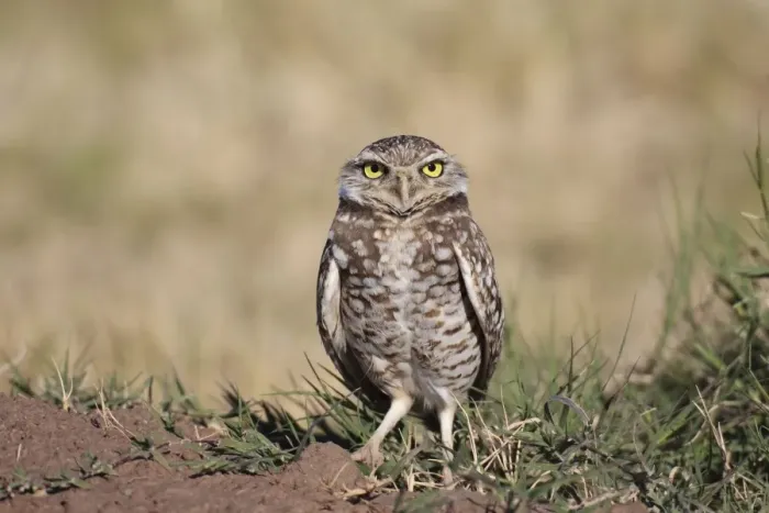 Framed Print : Burrowing Owl - January. Salton Sea California, USA Framed Print : Burrowing Owl - January. Salton Sea California, USA