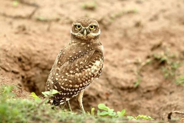 Burrowing Owl Llanos, Venezuela