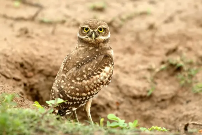 Framed Print : Burrowing Owl Llanos, Venezuela Framed Print : Burrowing Owl Llanos, Venezuela