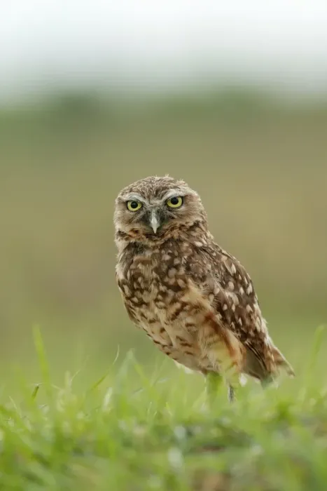 Framed Print : Burrowing Owl Llanos, Venezuela Framed Print : Burrowing Owl Llanos, Venezuela