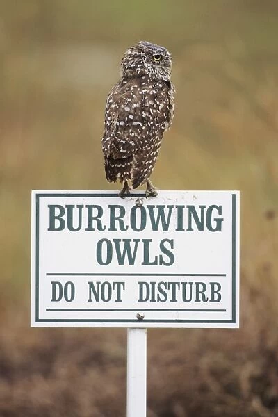 Burrowing Owl - on sign Cape Coral, Florida