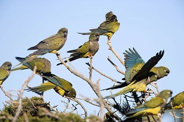 Burrowing Parrot  /  Patagonian conure ( Barranquero )