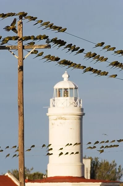 Burrowing Parrot  /  Patagonian conure ('Barranquero') - In late afternoon, parrots rest and socialize on power lines near their nesting colony. The lighthouse on this image is the Rio Negro Lighthouse