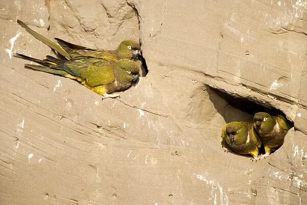 Burrowing Parrot  /  Patagonian conure ('Barranquero') Nesting colony in cliffs near Balneario El Condor (largest parrot colony in the world, with about 35. 000 active nests)