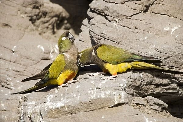 Burrowing Parrot  /  Patagonian conure ('Barranquero') - nesting colony in cliffs near Balneario El Condor (largest parrot colony in the world, with about 35. 000 active nests)