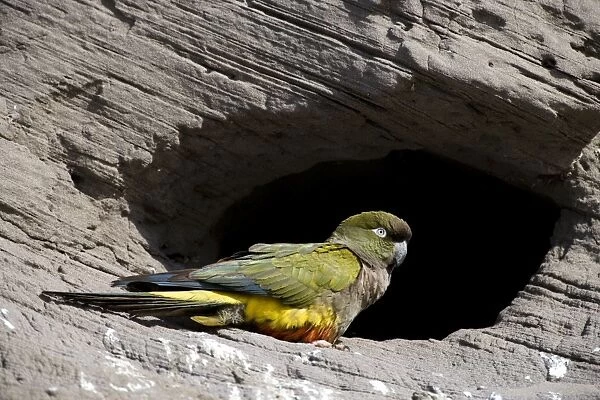 Burrowing Parrot (Patagonian conure) ('Barranquero') - nesting colony in cliffs near Balneario El Condor (largest parrot colony in the world, with about 35. 000 active nests)