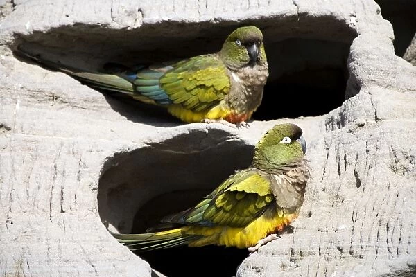 Burrowing Parrot  /  Patagonian conure ('Barranquero') - nesting colony in cliffs near Balneario El Condor (largest parrot colony in the world, with about 35. 000 active nests)
