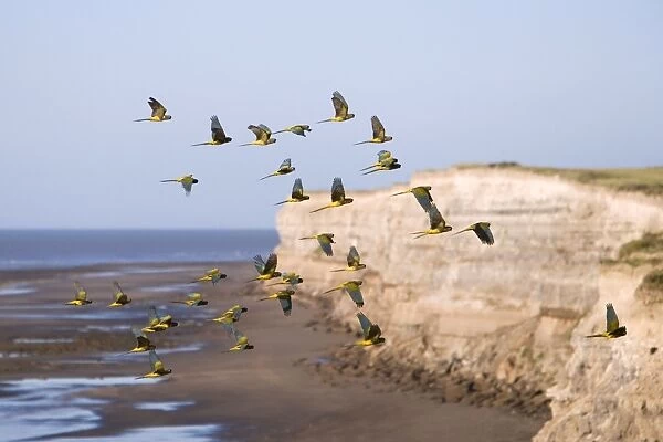 Burrowing Parrot  /  Patagonian conure ('Barranquero') Parrots soar in great flocks above their nesting cliffs and the beach, on the shore of the Atlantic Ocean. Province of Rio Negro, Patagonia, Argentina