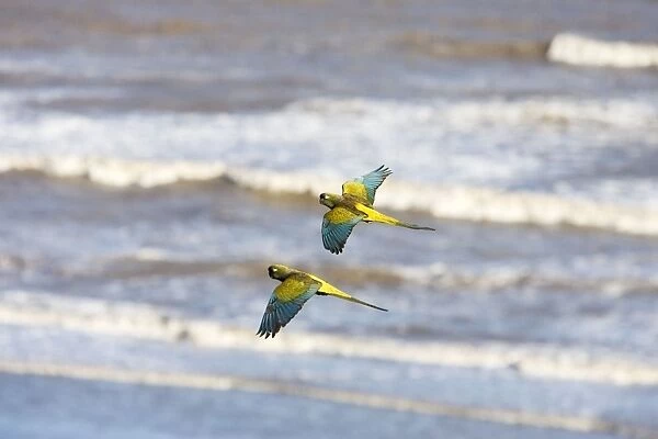 Burrowing Parrot  /  Patagonian conure ('Barranquero') - pair in flight. Burrowing parrots live in stable pairs, perhaps mating for life. El Condor colony, Province of Rio Negro, Patagonia, Argentina