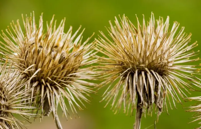Framed Print : Burs of Greater Burdock Arctium lappa in autumn. Dorset Framed Print : Burs of Greater Burdock Arctium lappa in autumn. Dorset