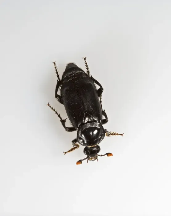 Framed Print : Burying beetle - white background Bedfordshire UK Framed Print : Burying beetle - white background Bedfordshire UK