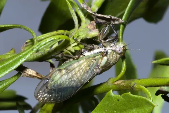Framed Print : Bush  /  Bladder Cicada - Female, differing from male by its green coloration. Characteristic inflated abdomen. Occurs in valley bushveld, endemic to Eastern Cape of South Africa. Grahamstown, Eastern Cape, South Africa