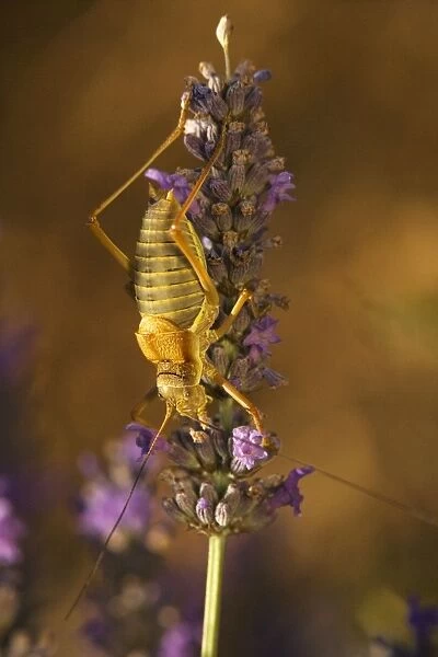 A bush-cricket, the tizi (Ephipigger ephipigger); male on lavender in lavender field. Provence, France