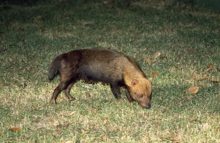 Framed Print : Bush Dog - South America Framed Print : Bush Dog - South America