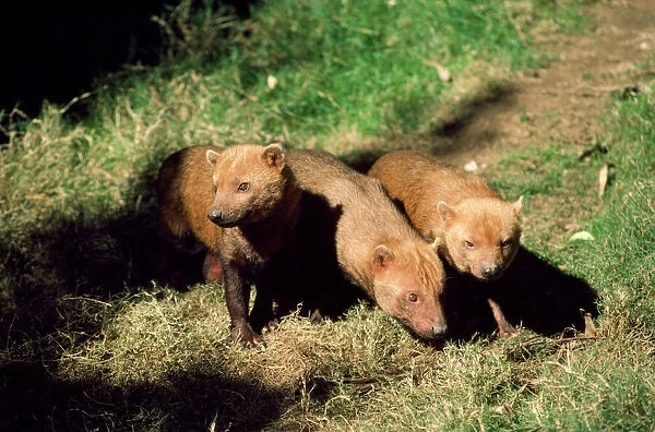 Bush Dogs - South America