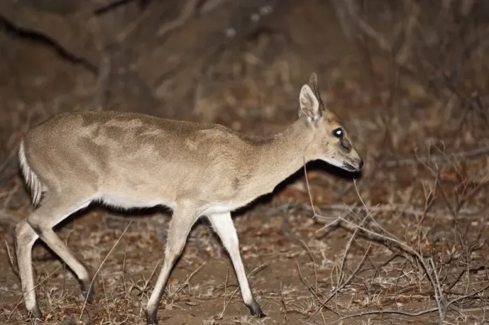 Framed Print : Bush Duiker - at night - Kruger National Park - South Africa Framed Print : Bush Duiker - at night - Kruger National Park - South Africa
