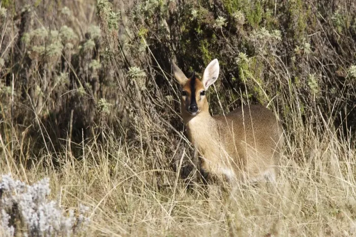 Framed Print : Bush / Grey Duiker. Bale Mountains - Ethiopia - Africa Framed Print : Bush / Grey Duiker. Bale Mountains - Ethiopia - Africa
