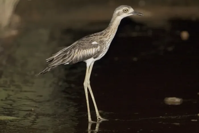 Framed Print : Bush Stone-curlew at night Reasonably common across the Top End and northeast but uncommon in the southeast and southwest. Inhabits open grassy woodlands. At night at a shallow ford on the Gibb River Road, Kimberley, Western Australia Framed Print : Bush Stone-curlew at night Reasonably common across the Top End and northeast but uncommon in the southeast and southwest. Inhabits open grassy woodlands. At night at a shallow ford on the Gibb River Road, Kimberley, Western Australia