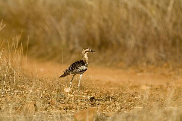 Bush Stone-curlew Reasonably common across the Top End and northeast but uncommon in the southeast and southwest. Inhabits open grassy woodlands. These Kimberley birds are more rufous than the greyer eastern birds