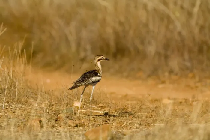 Framed Print : Bush Stone-curlew Reasonably common across the Top End and northeast but uncommon in the southeast and southwest. Inhabits open grassy woodlands. These Kimberley birds are more rufous than the greyer eastern birds Framed Print : Bush Stone-curlew Reasonably common across the Top End and northeast but uncommon in the southeast and southwest. Inhabits open grassy woodlands. These Kimberley birds are more rufous than the greyer eastern birds
