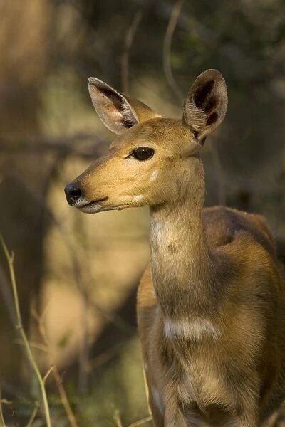 Bushbuck - Female in the evening