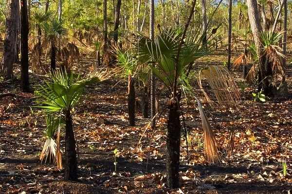 Bushfire - forest in Far North of the Northern Territory after a wildfire. Though trees and soil are still blackened, new sprouts of green are already visible