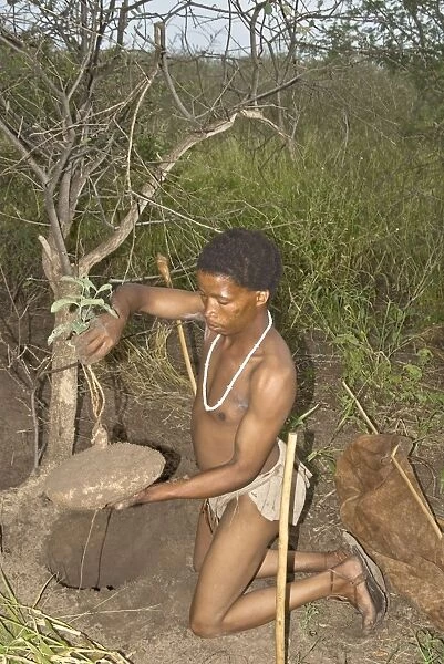 Bushman - digging up plant to extract drink from root