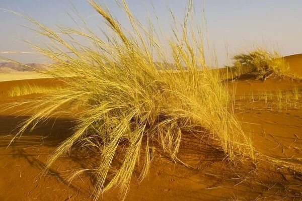 Bushman‚ grass Stipagrostis sabulicola in the Namib Desert, Namibia