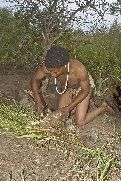 Bushman - scraping root of plant to extract moisture