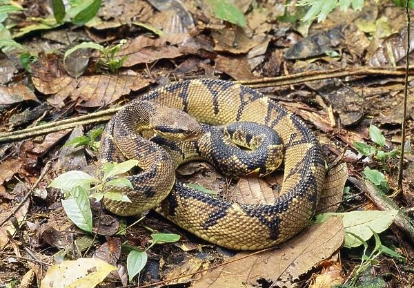 Bushmaster Snake Costa Rica, Central America