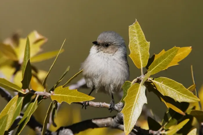 Framed Print : Bushtit. JZ-2549. Bushtit. USA. Psaltriparus minimus Framed Print : Bushtit. JZ-2549. Bushtit. USA. Psaltriparus minimus