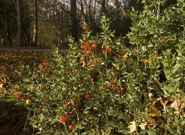 Butcher's Broom Ruscus aculeatus in flower and fruit, autumn; New Forest, Hants
