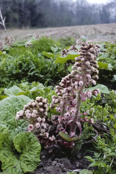 Framed Print : Butterbur. LB-12581. BUTTERBUR. Petasites hybridus Framed Print : Butterbur. LB-12581. BUTTERBUR. Petasites hybridus