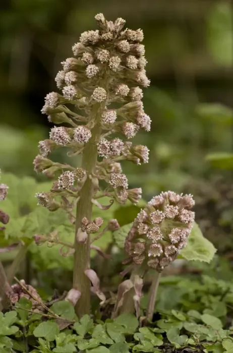 Framed Print : Butterbur, male spikes in flower. Petasites hybridus. W. Dorset Framed Print : Butterbur, male spikes in flower. Petasites hybridus. W. Dorset