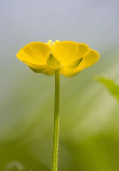 Buttercup Flower - Norfolk UK