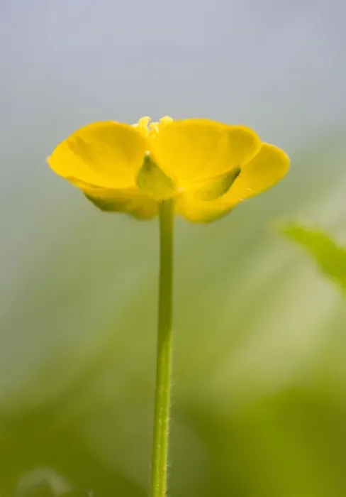 Framed Print : Buttercup Flower - Norfolk UK Framed Print : Buttercup Flower - Norfolk UK