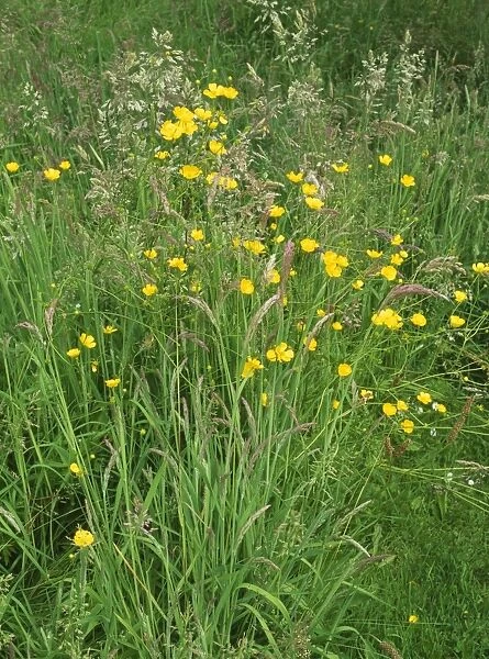 Buttercup - & grasses in old lawn