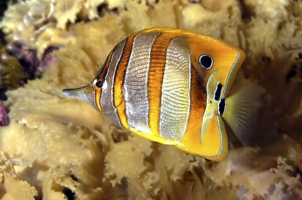 Butterfly fish  /  Beaked coral fish - tropical marine- Indo Pacific