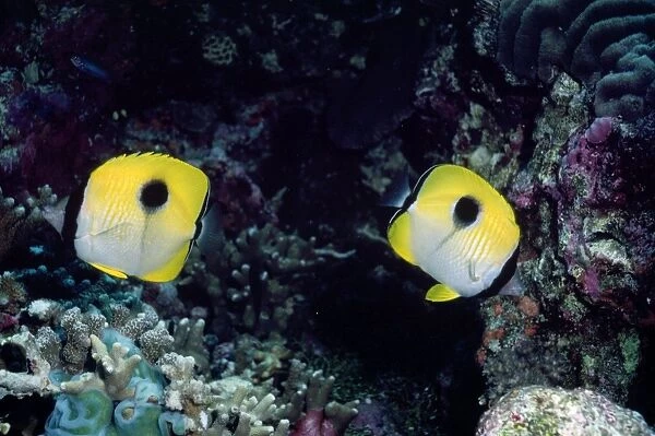 Butterfly Fish Indo Pacific