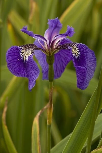 Butterfly iris (Iris spuria), France