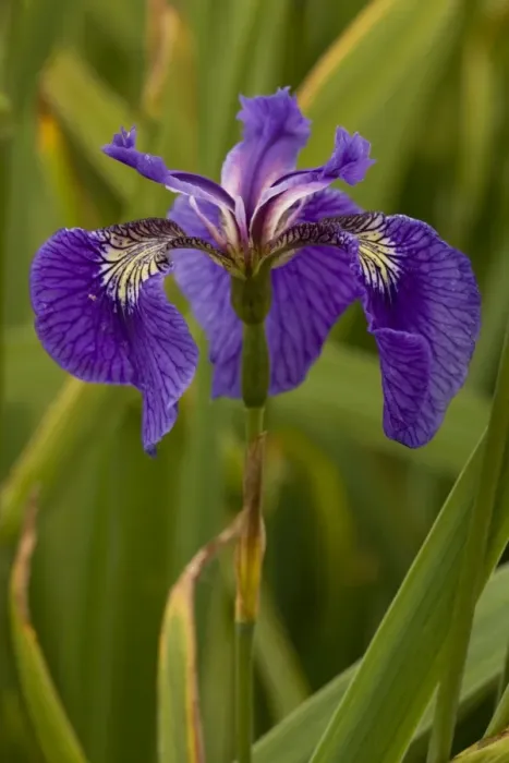 Framed Print : Butterfly iris (Iris spuria), France