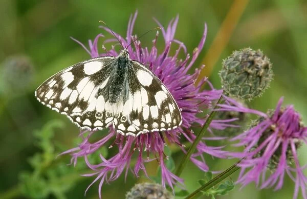 Butterfly - Marbled White - on flower, with wings open