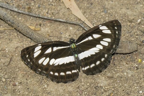 Butterfly - Nymphalid Kheaun Sri Nakarin N. P. Thailand