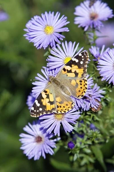 Butterfly, Painted Lady - feeding on autumn flowering aster blossom in garden, Lower Saxony, Germany