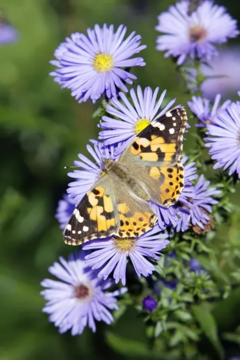 Framed Print : Butterfly, Painted Lady - feeding on autumn flowering aster blossom in garden, Lower Saxony, Germany Framed Print : Butterfly, Painted Lady - feeding on autumn flowering aster blossom in garden, Lower Saxony, Germany