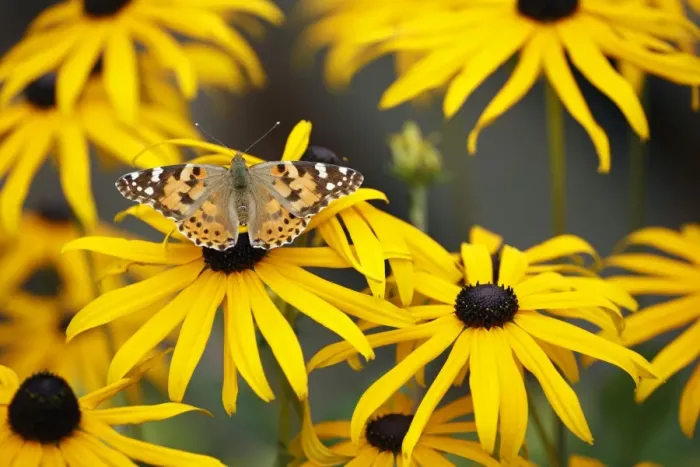 Framed Print : Butterfly, Painted Lady - feeding on Rudbekia flowers in garden, Lower Saxony, Germany Framed Print : Butterfly, Painted Lady - feeding on Rudbekia flowers in garden, Lower Saxony, Germany